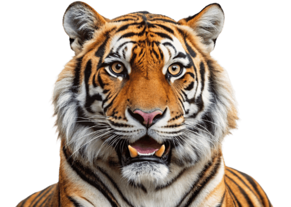 Download Funny Lion Png Sticker Designs for Kids - Design Collection